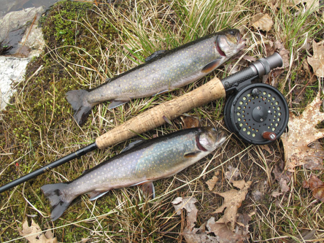 Wiley Spring Brookies